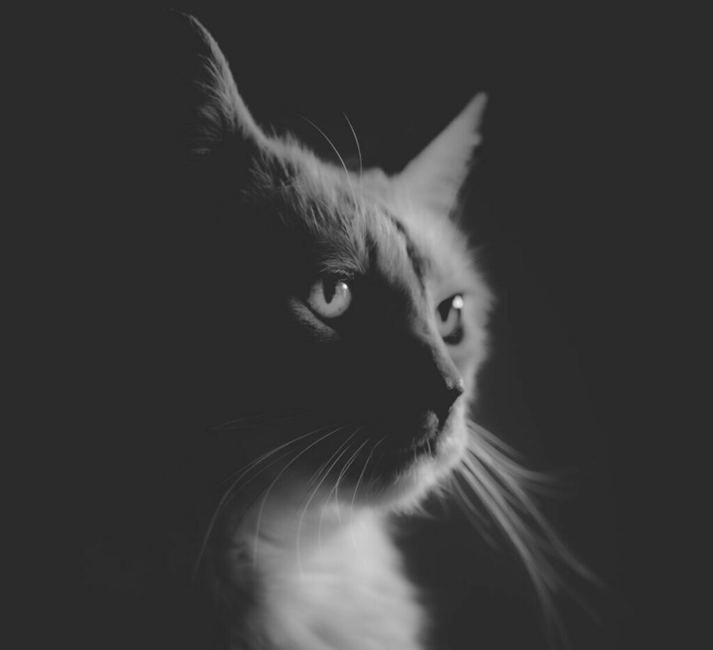 Photographe-animalier-chats-boulogne-sur-mer